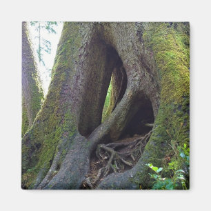 Aimant Cathédrale Arbre, Astoria, Oregon
