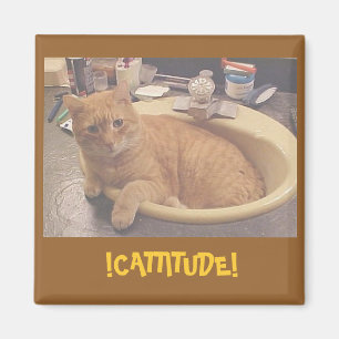 Aimant ! CATTITUDE ! , (ou pourquoi je ne peux pas