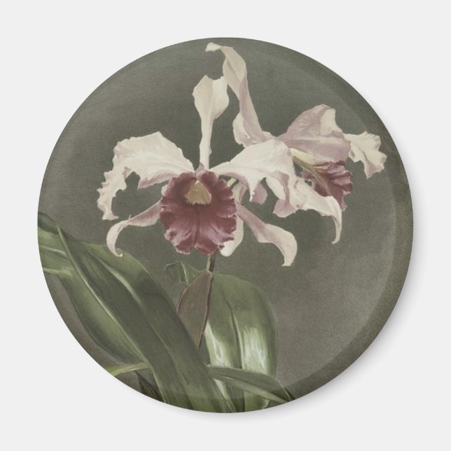 Aimant Cattleya Arnoldiana (Devant)