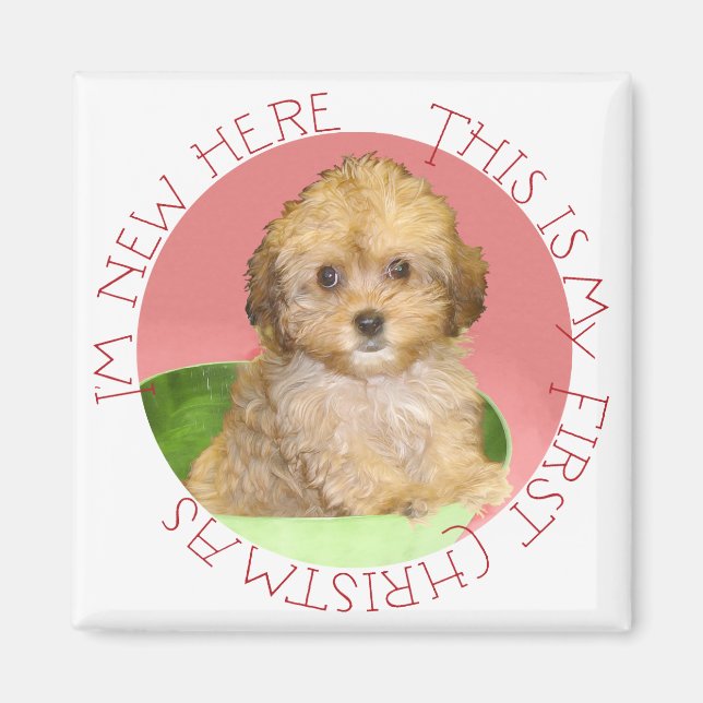 Aimant Cavachon chiot premier Noël (Devant)