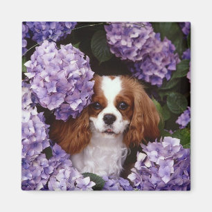 Aimant Cavalier King Charles Spaniel Rouge et blanc