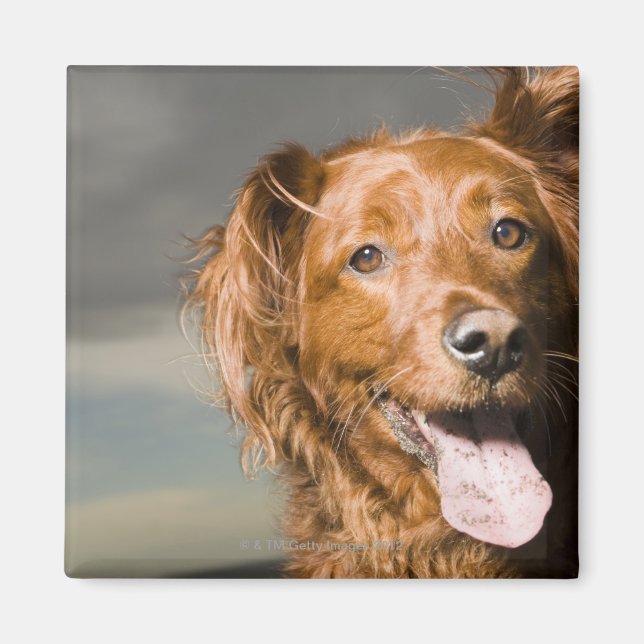 Aimant Ce chien fait partie d'un récupérateur d'or. (Devant)