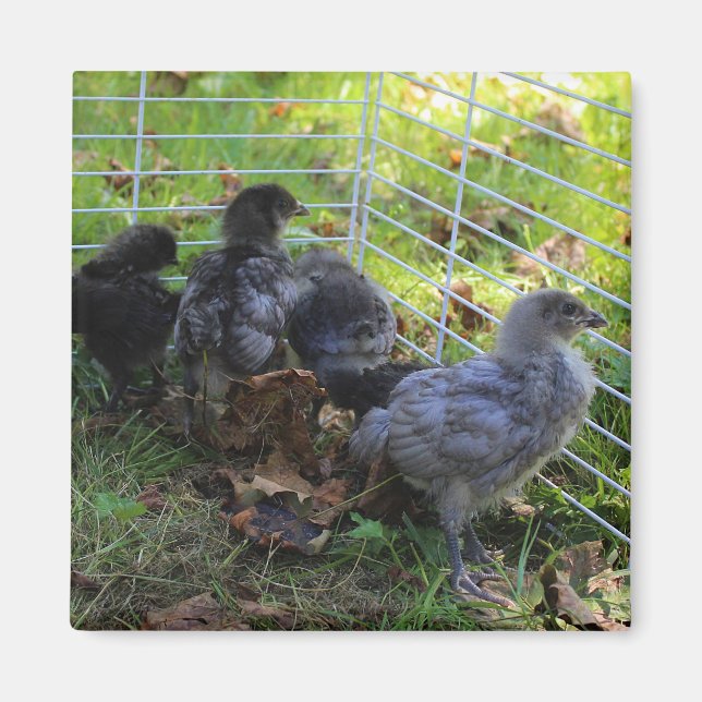 Aimant Ce qui est - bout de poulet (Devant)