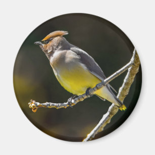 Aimant Cèdre cire Songbird Photo originale Oiseau sauvage