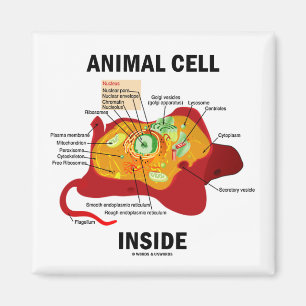 Aimant Cellules animales à l'intérieur (biologie cellul