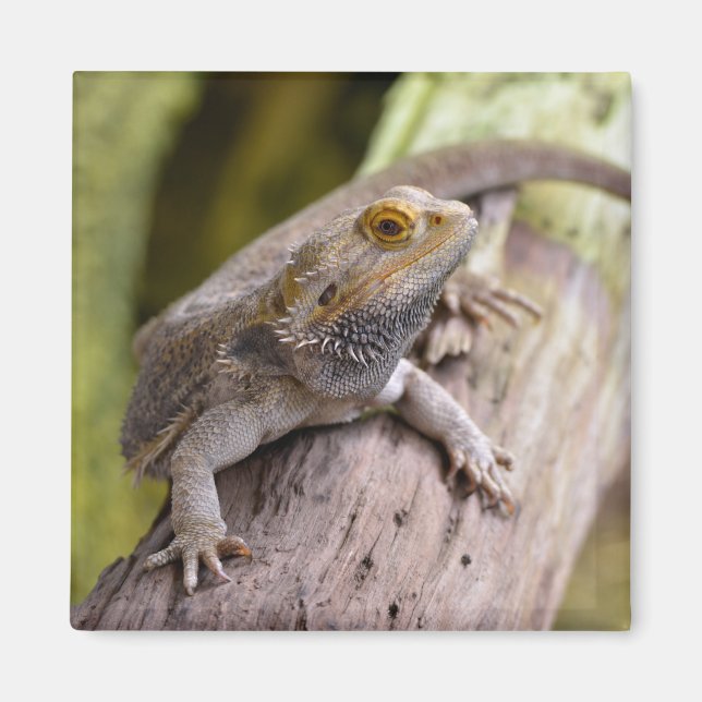 Aimant Central bearded dragon on branch postcard coffee m (Devant)