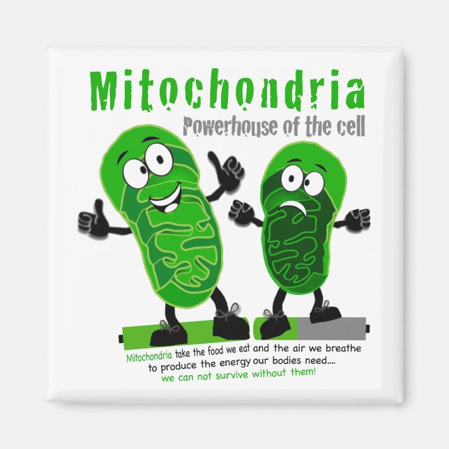 Aimant Centrale mitochondriale de la cellule (Devant)