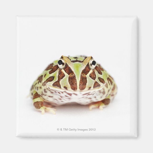 Aimant Ceratophrys Cranwelli, grenouille à cornes de Cran (Devant)