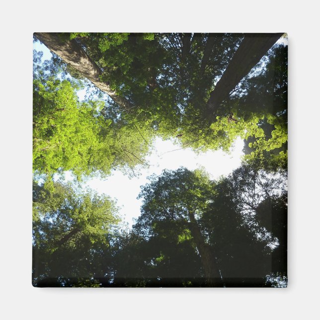 Aimant Cercle de séquoias à Redwood National Park (Devant)