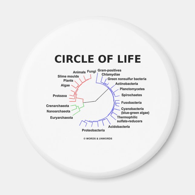 Aimant Cercle De Vie (Arbre Phylogénétique Circulaire) (Devant)