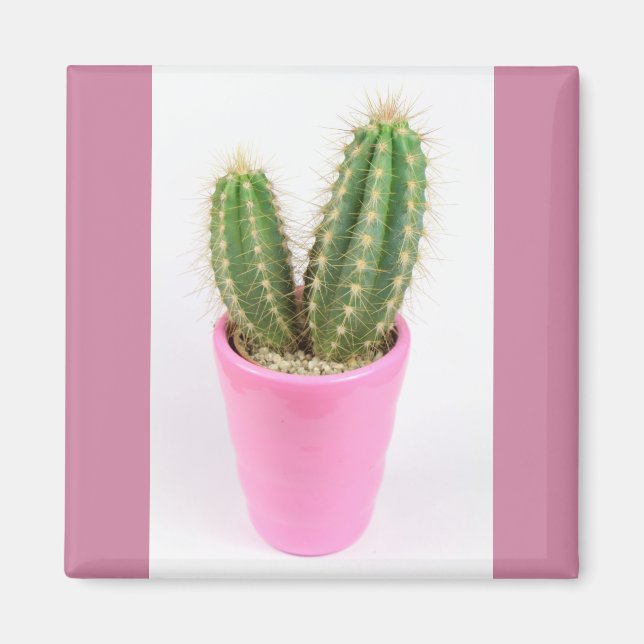 Aimant Cereus cactus dans un pot rose (Devant)