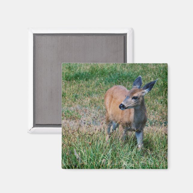 Aimant Cerf (Recto/Verso)