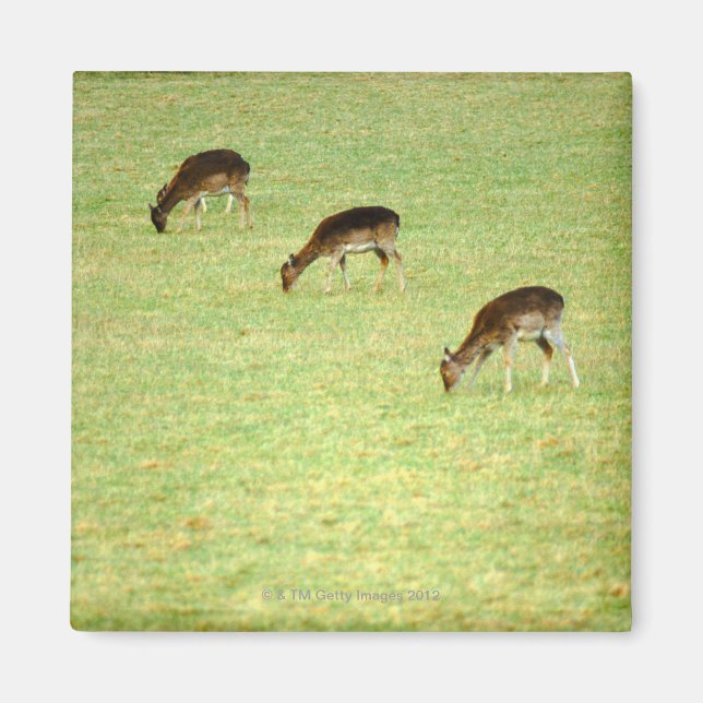 Aimant cerf 2 (Devant)