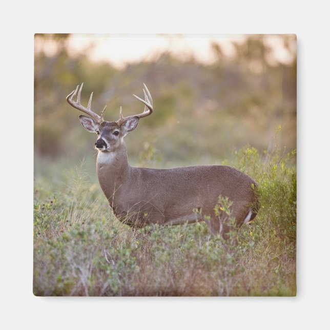 Aimant Cerf à queue blanche | Automne au Texas (Devant)