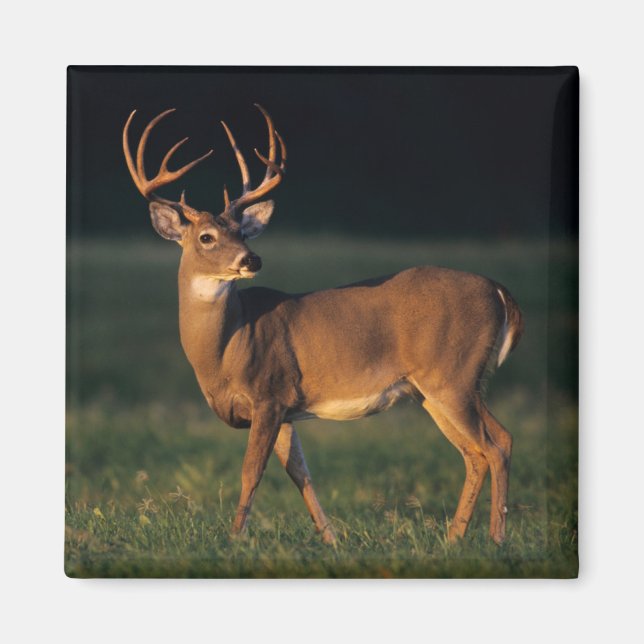 Aimant Cerf à queue blanche | Choke Canyon State Park, TX (Devant)
