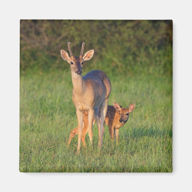 Aimant Cerf à queue blanche | Habitat Grassy (Devant)
