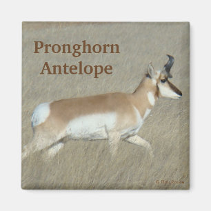 Aimant Cerf antilope mâle A44
