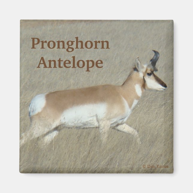 Aimant Cerf antilope mâle A44 (Devant)