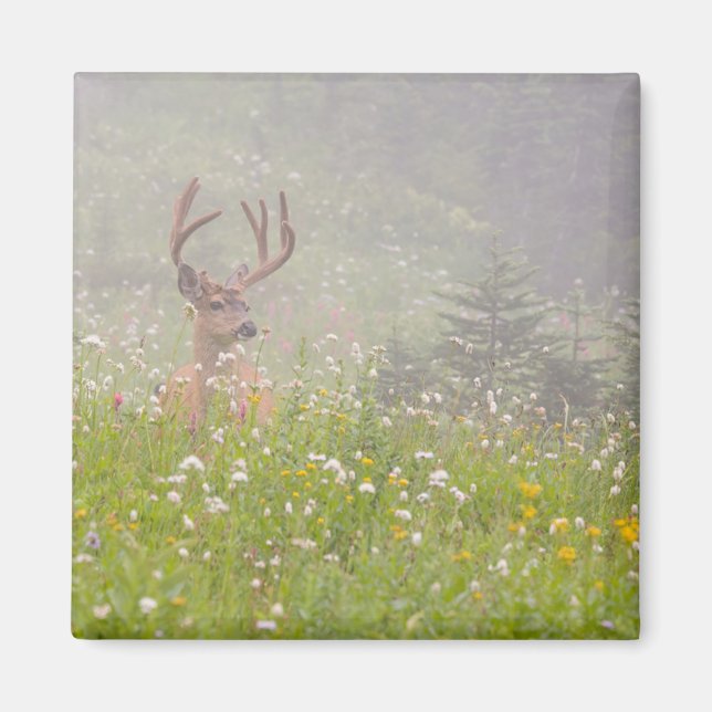 Aimant Cerf Buck | Parc national du mont Rainier (Devant)