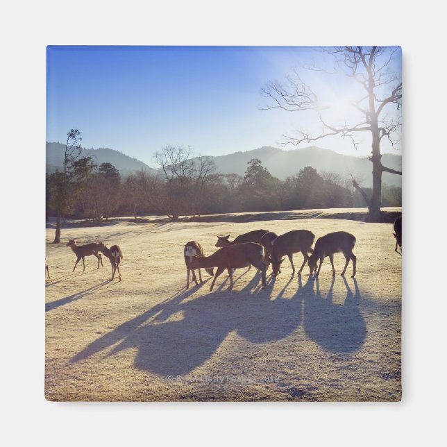 Aimant Cerf dans le parc à Nara, Préfecture de Nara, Japo (Devant)