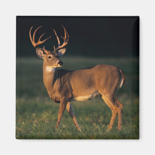 Aimant Cerf de Virginie Choke Canyon State Park, TX