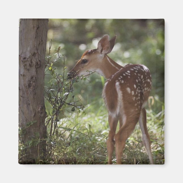 Aimant Cerf de Virginie, Odocoileus virginianus (Devant)