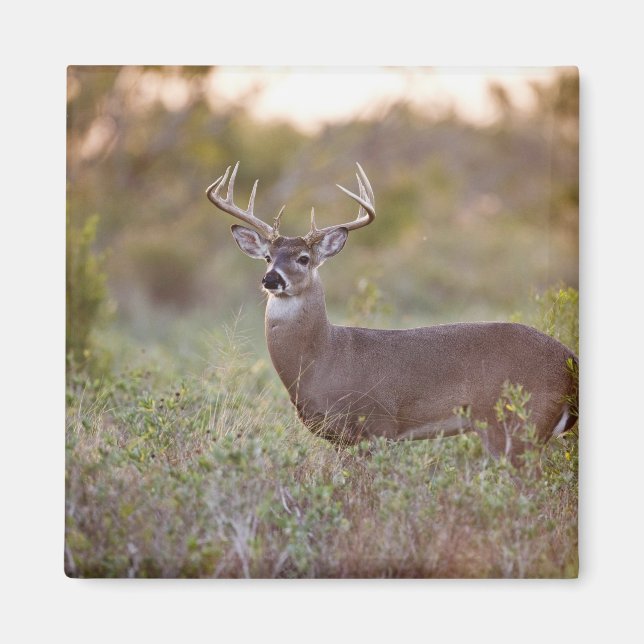 Aimant cerf de Virginie (Odocoileus virginianus) mâle 2 (Devant)