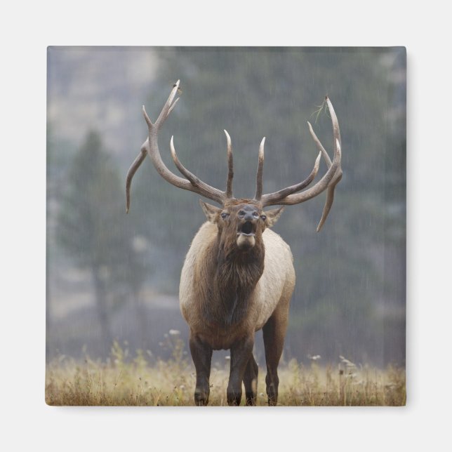Aimant Cerf élaphe bramant, Parc national de Yellowstone, (Devant)