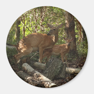 Aimant Cerf et Biche au Parc National de Shenandoah