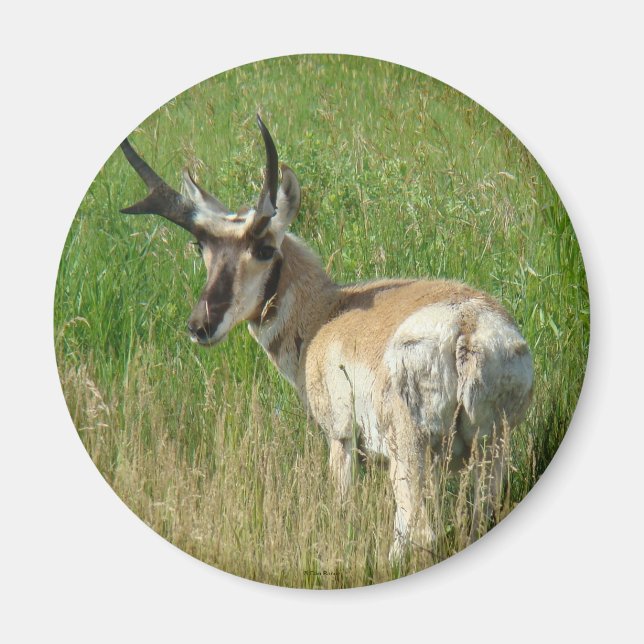 Aimant Cerf pronghorn A35 (Devant)