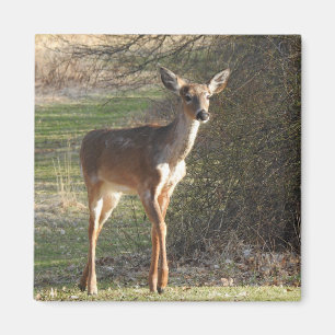 Aimant Cerfs communs coupés la queue par blanc curieux