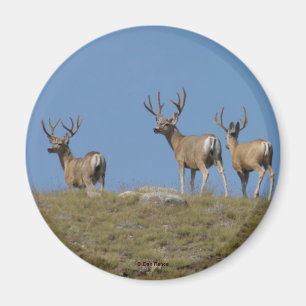 Aimant Cerfs mulet mâles D9 en velours