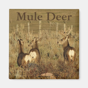 Aimant Cerfs Mulets D30