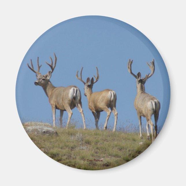 Aimant Cerfs Mulets mâles D9 en velours (Devant)