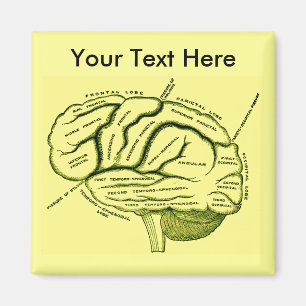 Aimant Cerveau humain