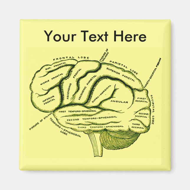 Aimant Cerveau humain (Devant)