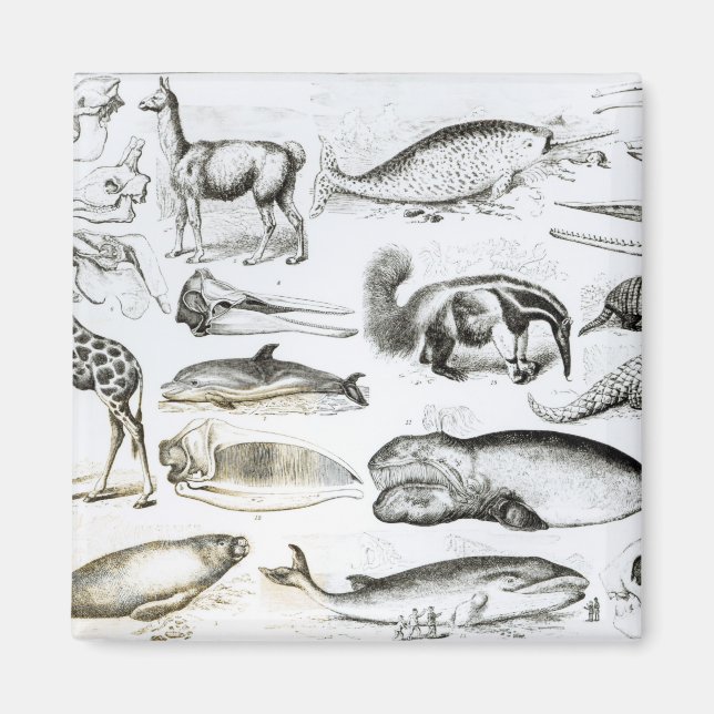 Aimant Cétacée Edentata (Devant)