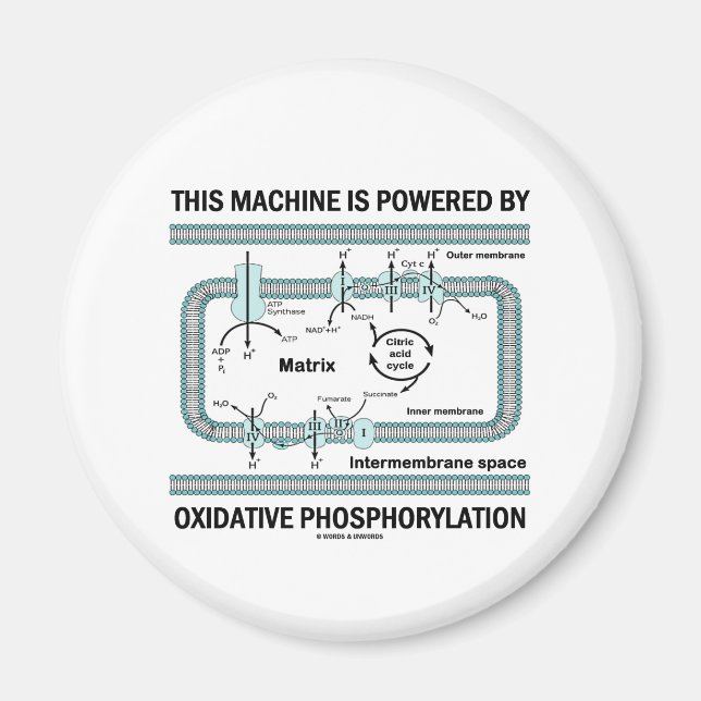 Aimant Cette Machine Alimentée Par La Phosphylation Oxida (Devant)