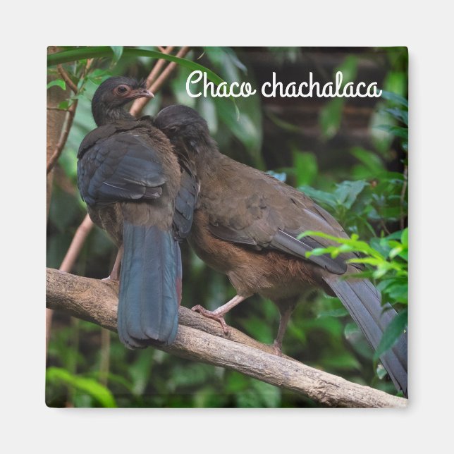 Aimant Chaco chachalaca (Devant)