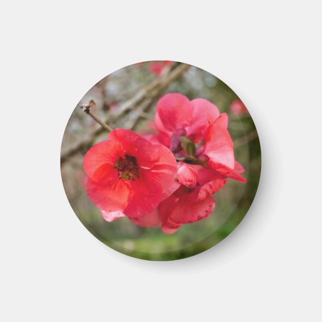 Aimant Chaenomeles speciosa (Devant)