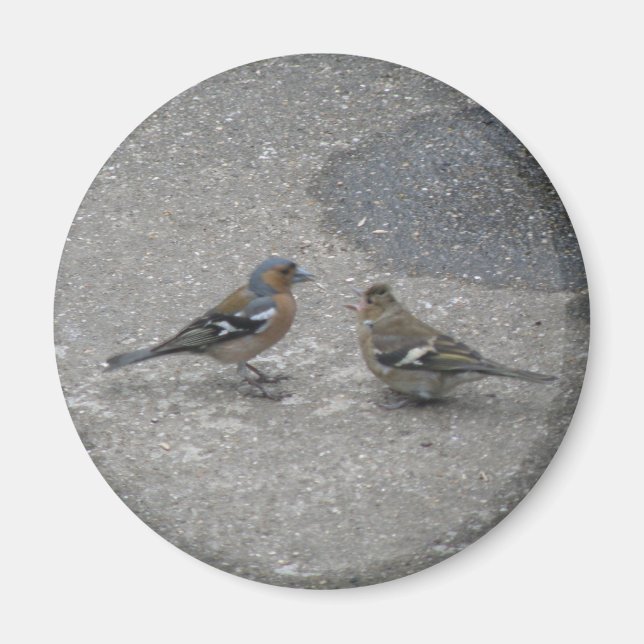 Aimant Chaffinch Me nourrir (Devant)