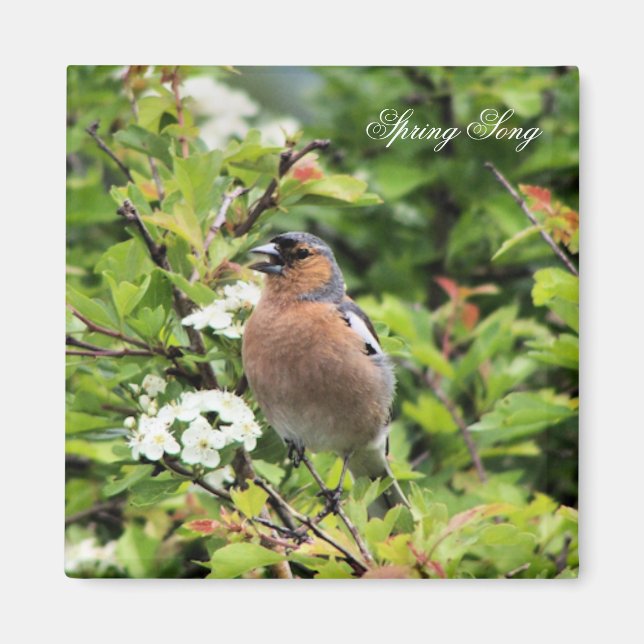 AIMANT CHAFFINY (Devant)