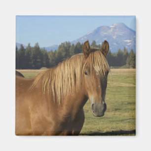 Aimant Chaîne des Cascades   Cheval châtain