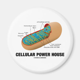 Aimant Chambre cellulaire de puissance (mitochondrie)