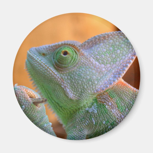 Aimant Chameleon voilé (Devant)
