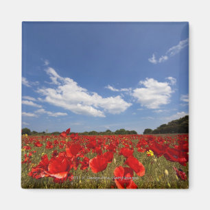 Aimant Champ complètement des fleurs rouges