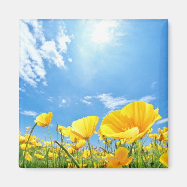 Aimant Champ Corn Poppy (Devant)