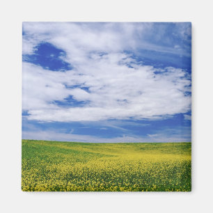 Aimant Champ de fleurs de canola ou de moutarde, Palouse