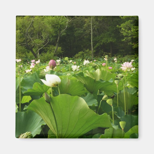 Aimant Champ de fleurs de Lotus Jardin d'été (Devant)