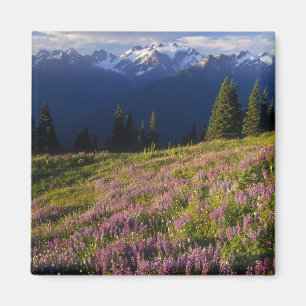 Aimant Champ de lupin, Mt. Olympus, et nuages à